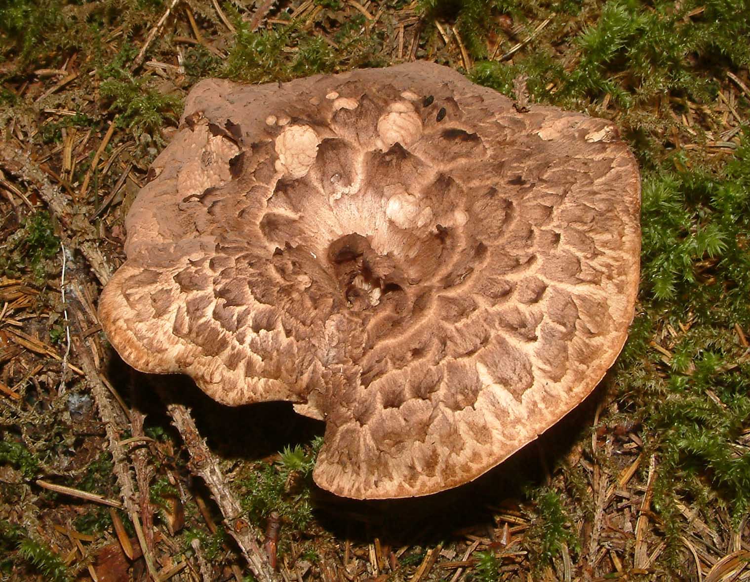 Cosa ha da fare un marinaio in montagna se non....